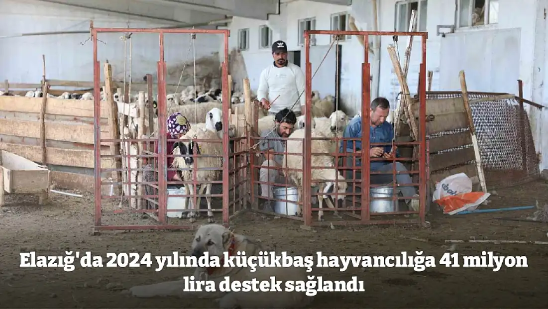Elazığ'da 2024 yılında küçükbaş hayvancılığa 41 milyon lira destek sağlandı
