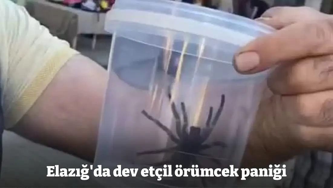 Elazığ'da dev etçil örümcek paniği