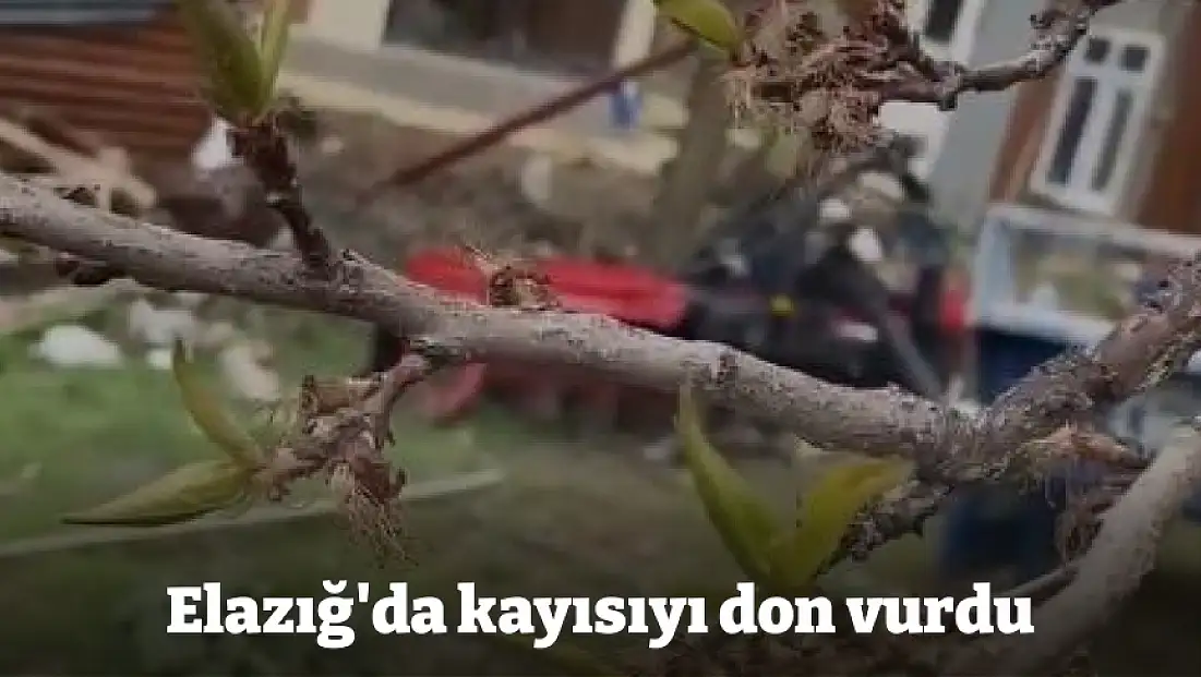 Elazığ'da kayısıyı don vurdu