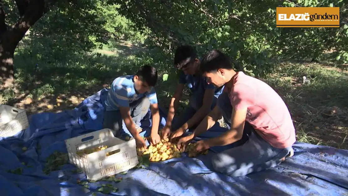 'Sarı altın' hasadında çiftçinin yüzü gülüyor