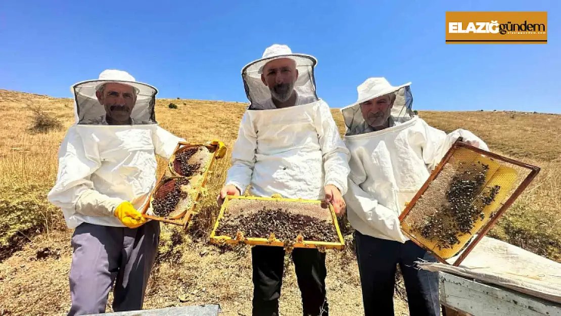 2000 rakımda tescilli geven balının hasadı başladı