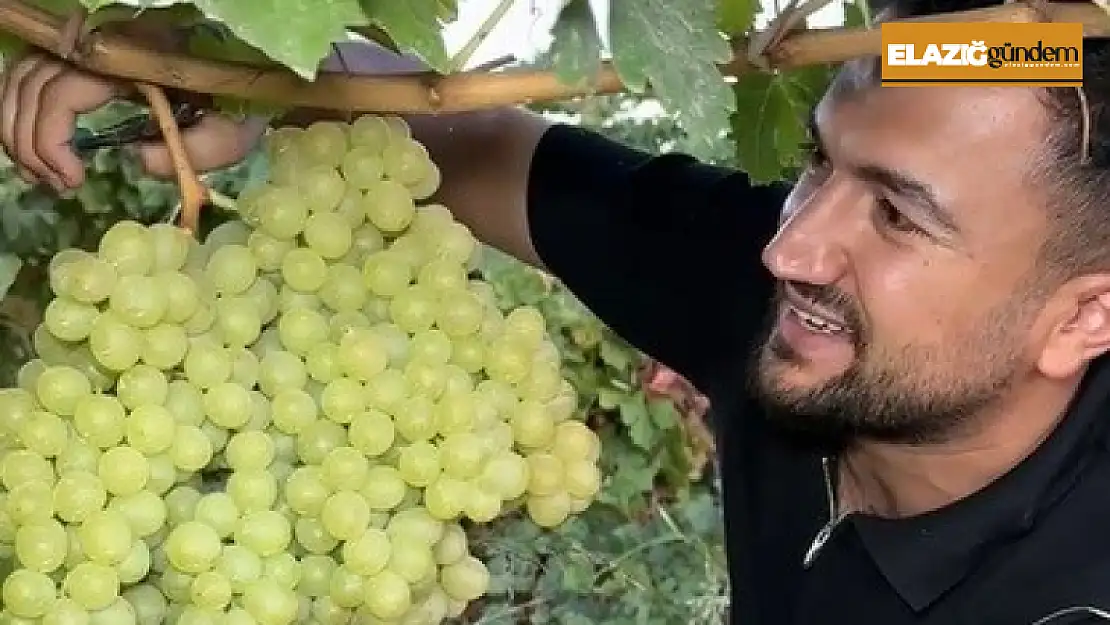 5 kiloluk üzüm salkımı görenleri hayretler içerisinde bıraktı