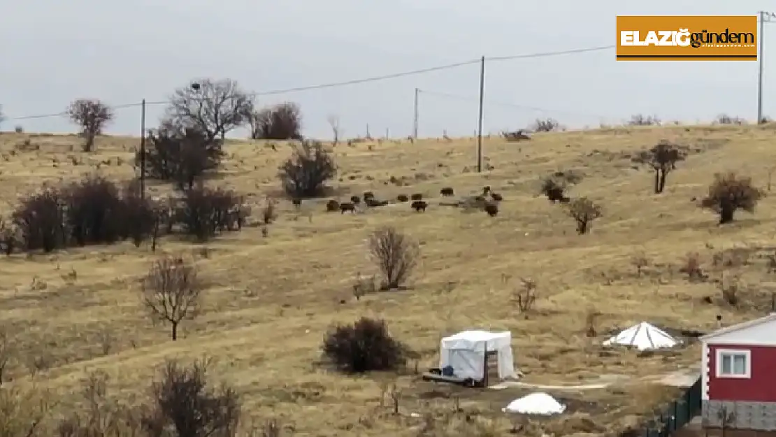 Aç kalan domuz sürüsü şehir merkezine indi