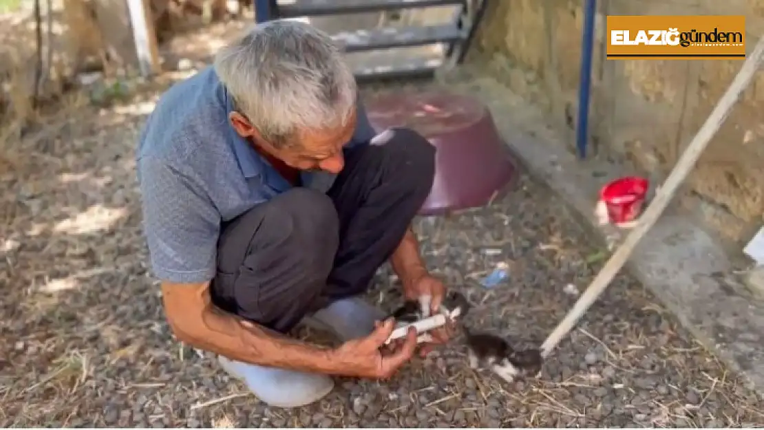 Annesiz kalan yavru kedileri şırınga ile besliyor