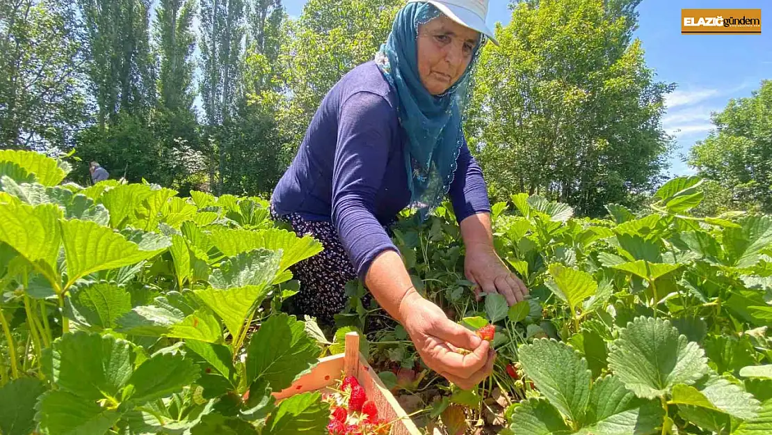 Aromasıyla dikkat çeken 'Kuyulu' çileğinde hasat başladı