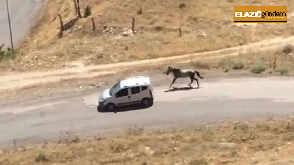 Atı aracın arkasına bağlayıp koşturan şahsa ceza