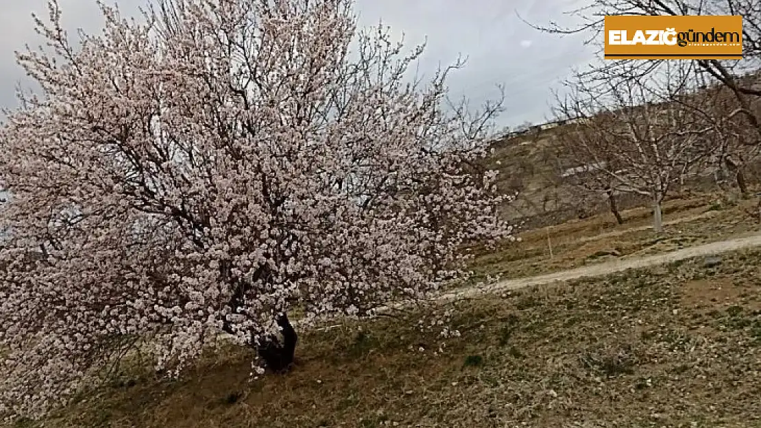 Baskil'de badem ağaçları çiçek açtı