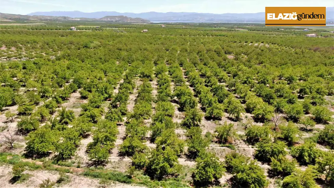 Baskil'de kayısı ağaçları boş kaldı, rekolte yüzde 80 düştü