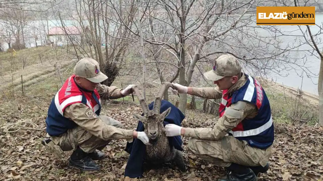 Boğulmak üzere olan dağ keçisi jandarma tarafından kurtarıldı