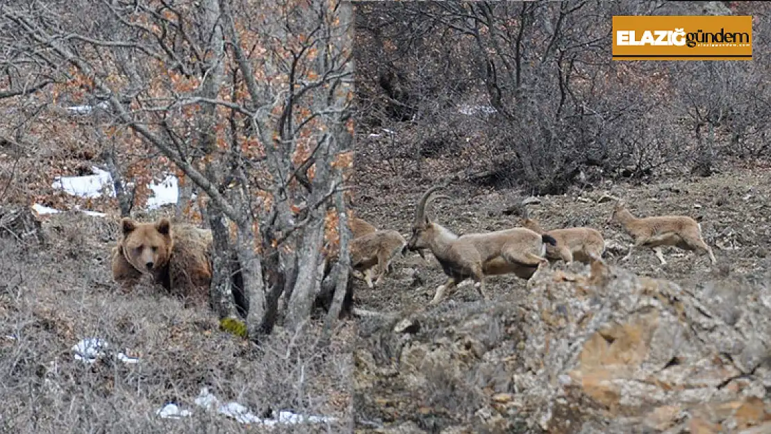 Bozayılar uyandı, yaban keçilerinin peşine düştü