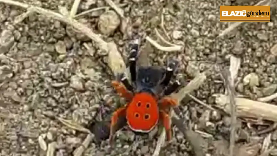 Bu 'Uğur böceği' o kadar da masum değil