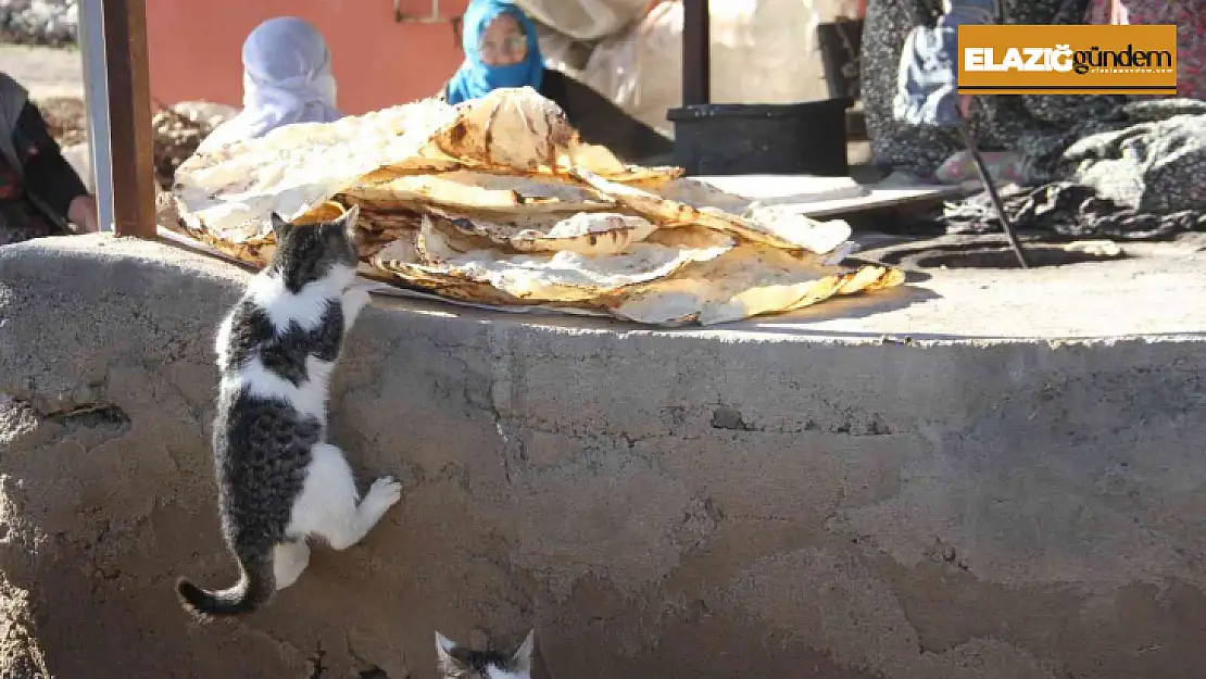 Bu da 'Ekmeğinin peşinde koşan' kedi