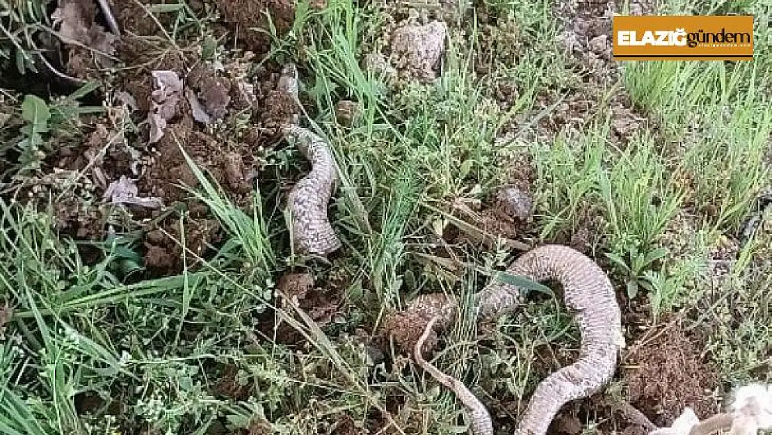 Çapa makinesine takılan 3 metrelik dev yılan paniğe neden oldu