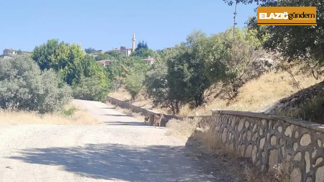 Çemişgezek'te dağ keçileri şehre indi