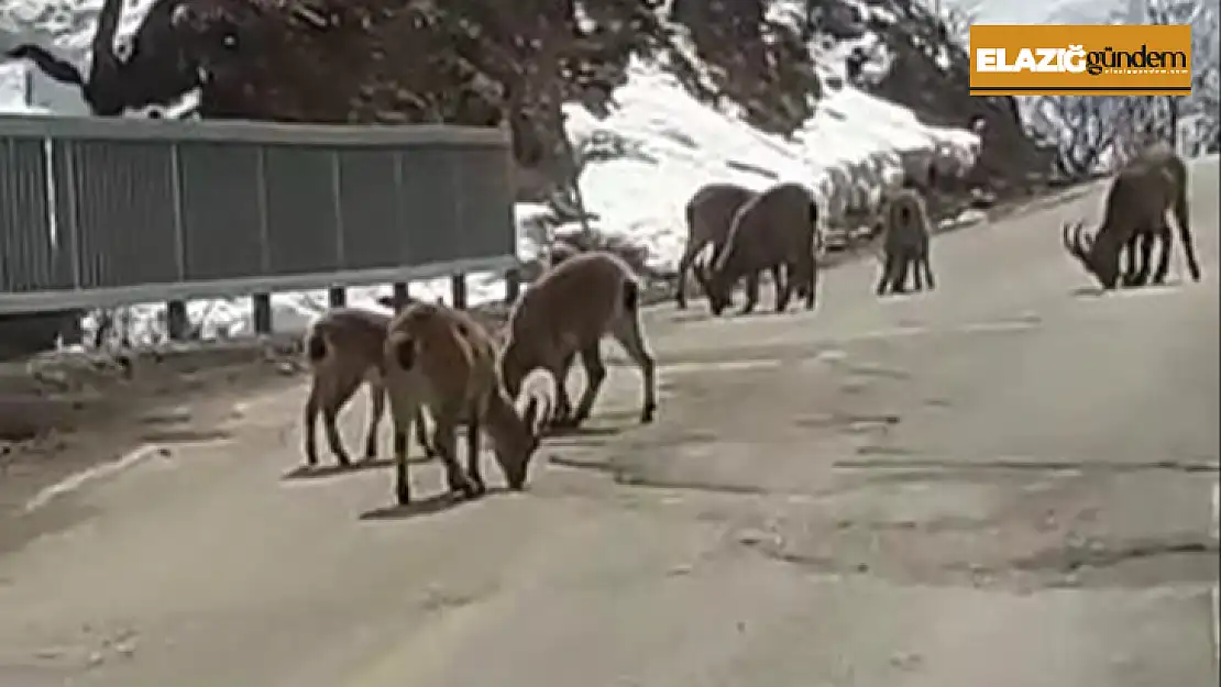 Dağ keçileri Ovacık'ta yola indi