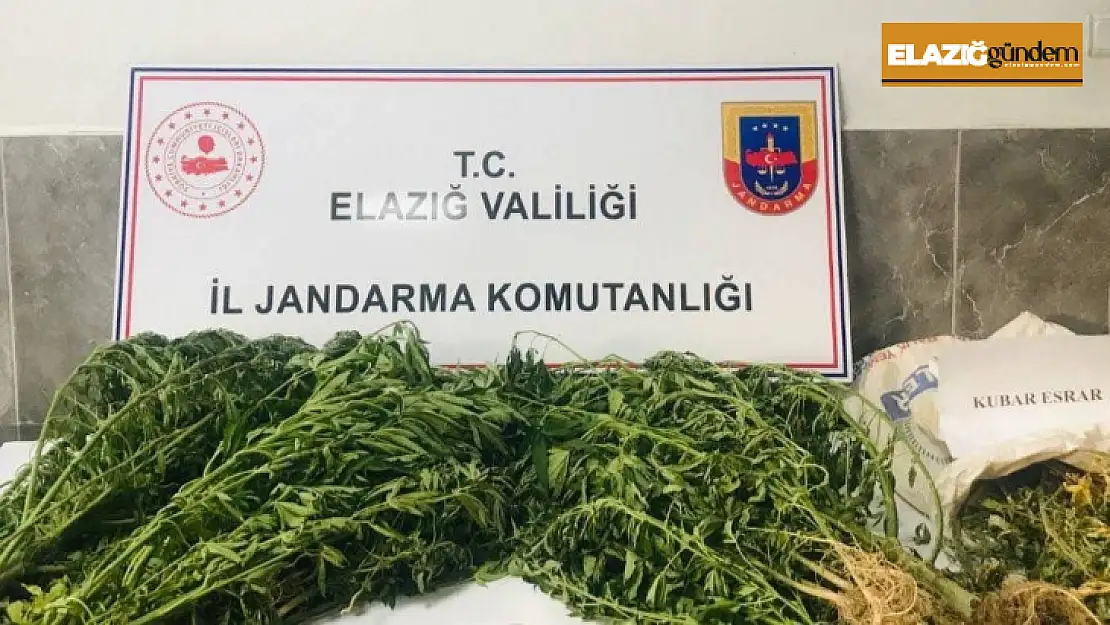 Damla sulama sistemiyle kenevir yetiştiren şüpheli suçüstü yakalandı