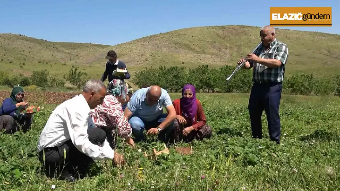 Davul klarnet eşliğinde çilek hasadı başladı