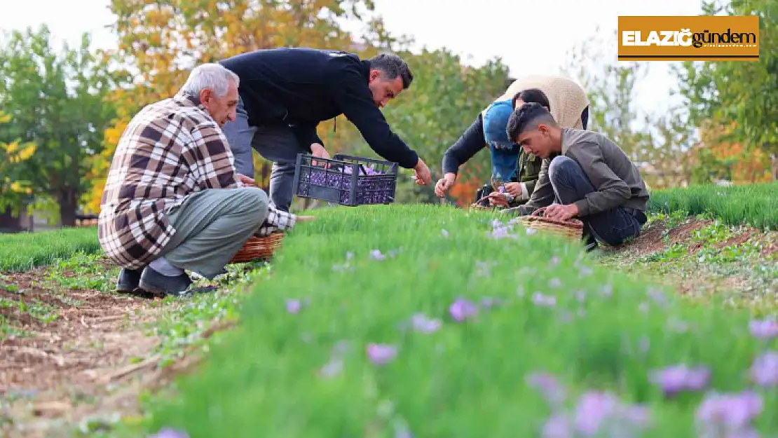 Deneme amaçlı başladı, kilosu 200 bin liraya satılıyor