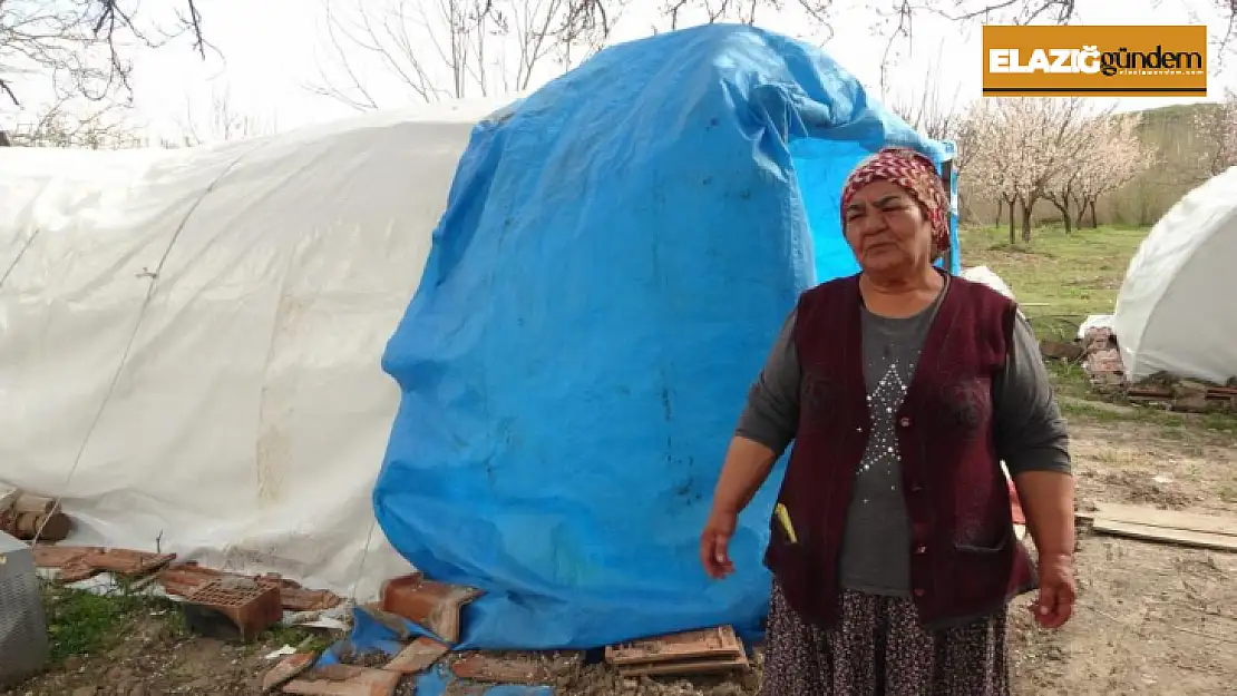 Depremde evi yıkılan Zehra Teyze'nin umudu: Kayısı