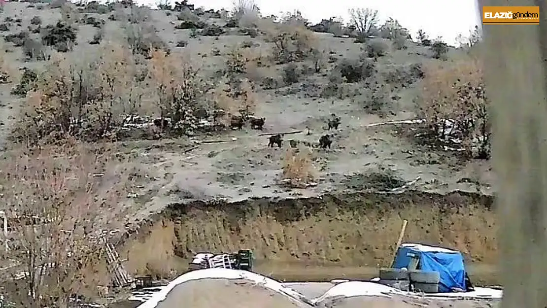 Doğal ortamında yiyecek bulmakta zorlanan domuzlar yerleşim yerine indi