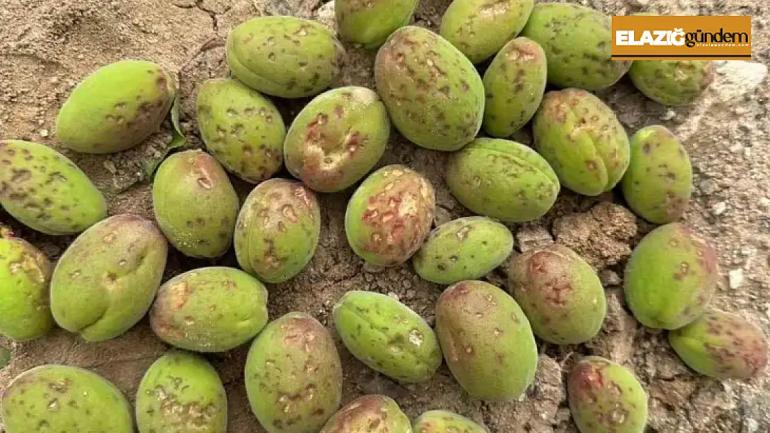 Dolu, kayısı ağaçlarına zarar verdi