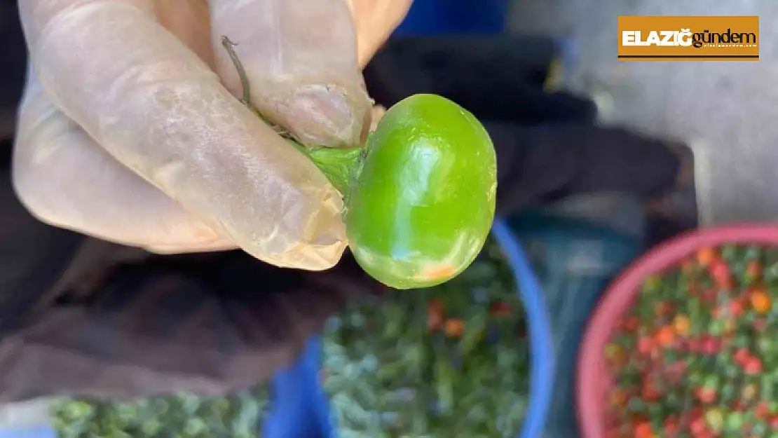 Domates görünümlü biberler ilgi odağı oldu