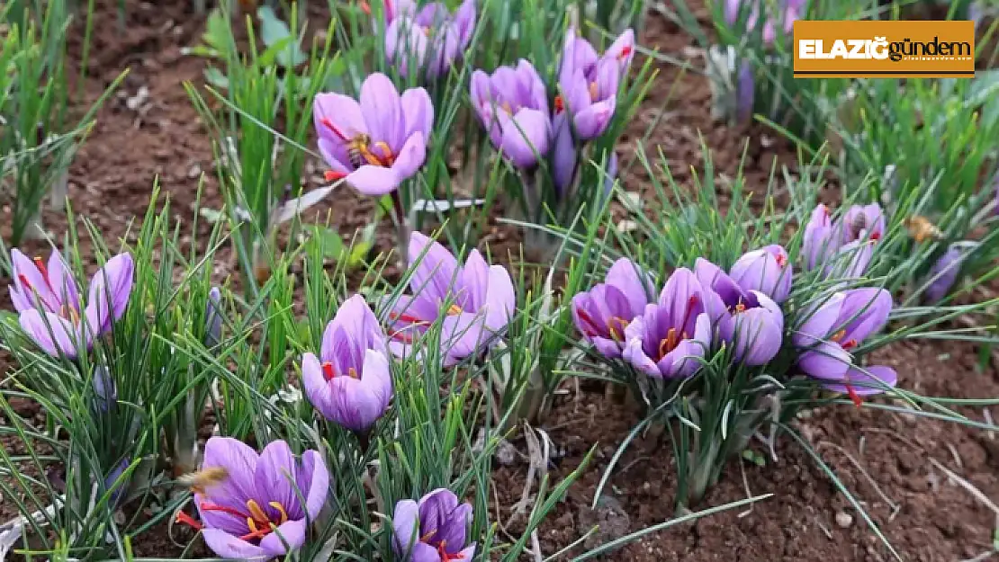 Dünyanın en pahalı baharatını ekti, kilosunu 200 bin liradan satıyor