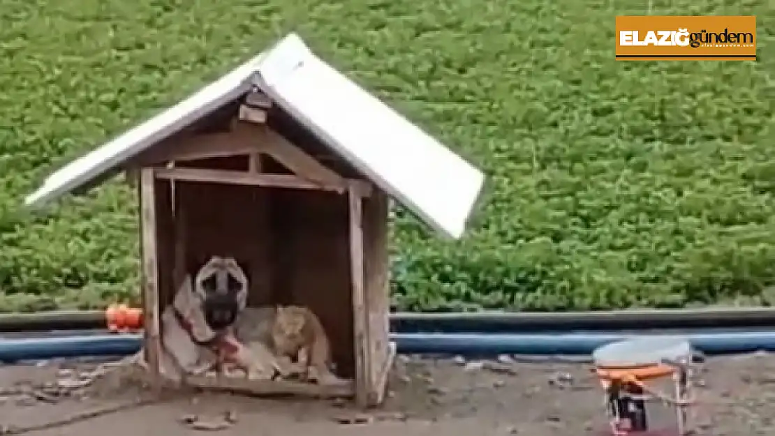 Düşman ikiliyi soğuk birleştirdi: Üşüyen kedi ile köpeğin dayanışması yürekleri ısıttı