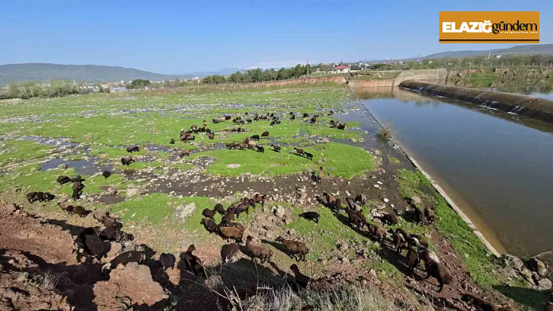 Elazığ'a bahar geldi, koyun sürüleri otlağa indi