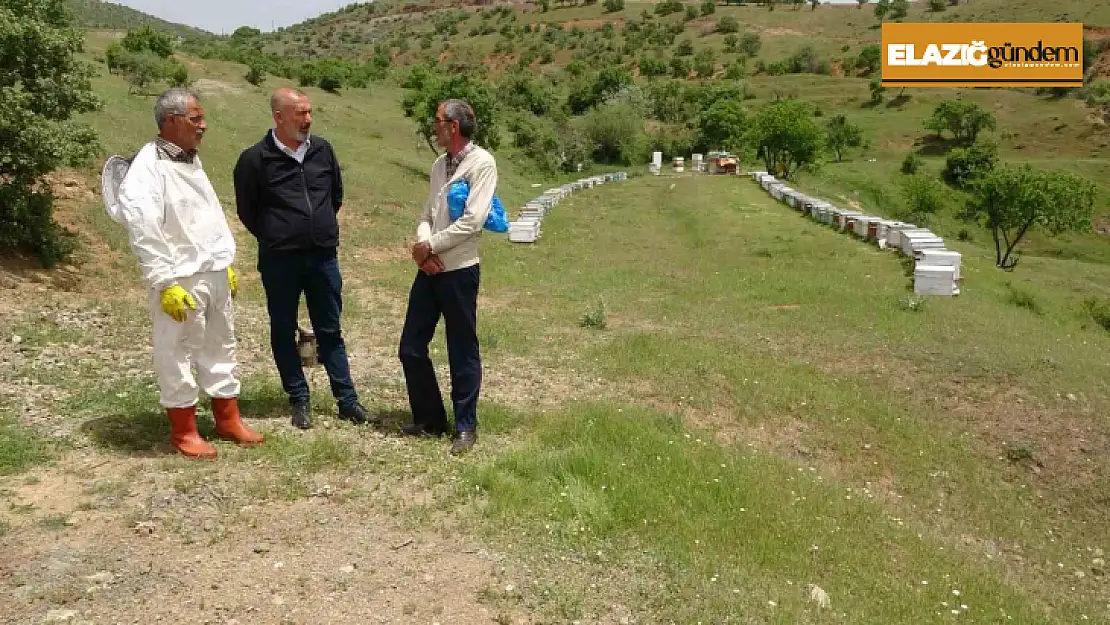 Elazığ Arı Yetiştiricileri Birliği Başkanı Canbay: 'Ekolojik dengede en önemli unsur arıdır'