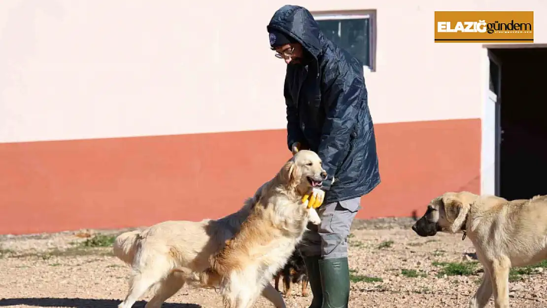 Elazığ Belediyesi'nin yeni hizmetiyle artık hayvan sahiplenmek daha kolay