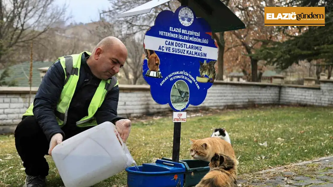 Elazığ Belediyesi, sokak hayvanlarını yalnız bırakmıyor