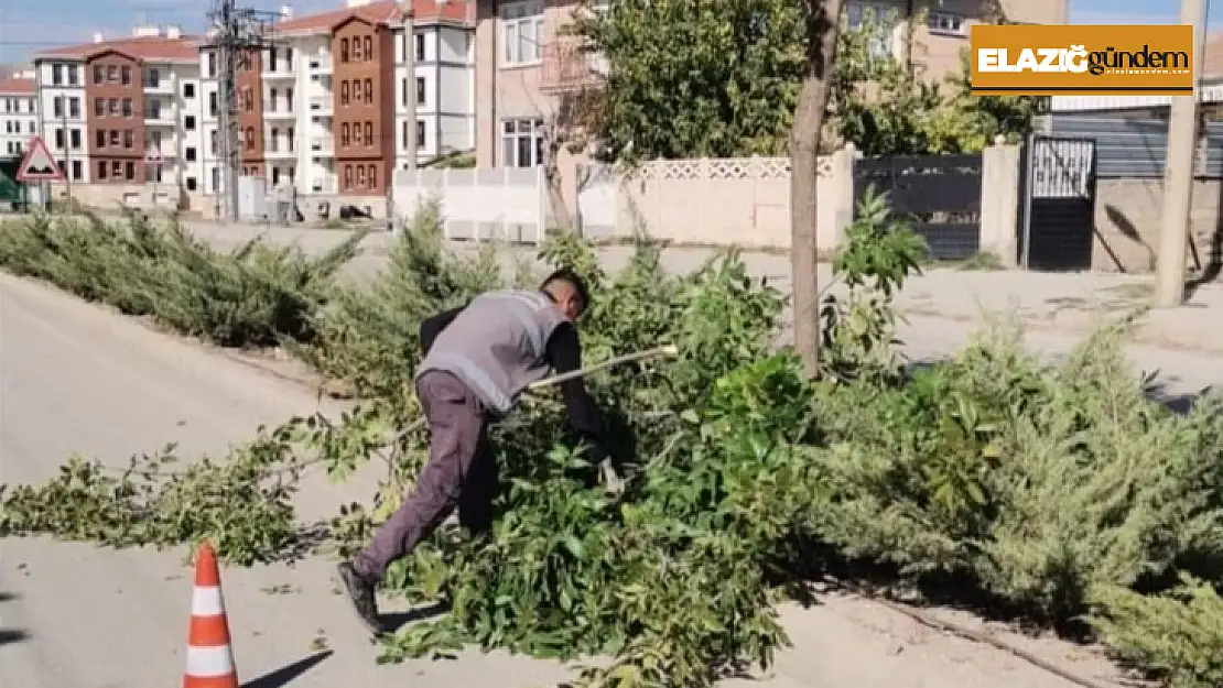 Elazığ Belediyesinden ağaç budama çalışması