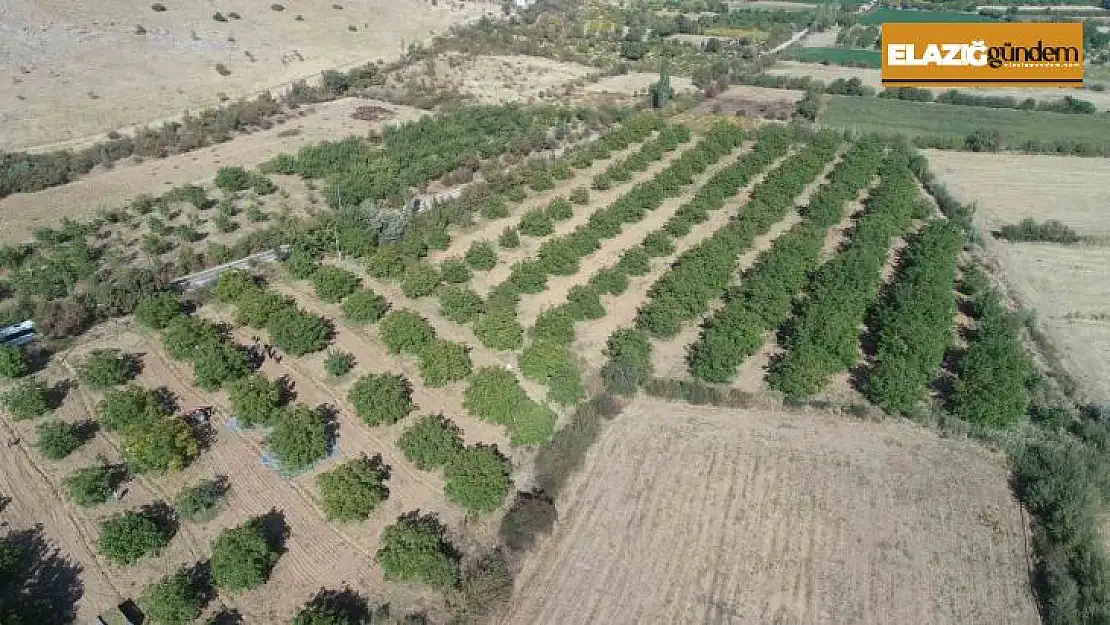 Elazığ'da 125 bin ceviz ağacında hasat başladı