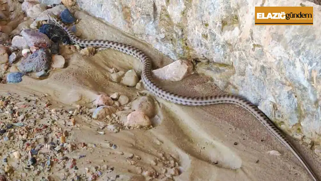 Elazığ'da 1,5 metre uzunluğunda yarı zehirli kocabaş yılanı görüntülendi