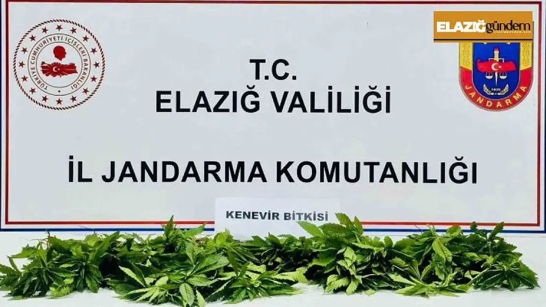 Elazığ'da 158 kök kenevir ele geçirildi