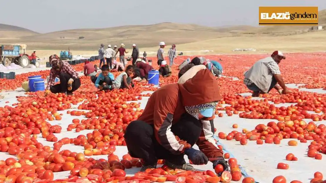 Elazığ'da 20 bin dekar alanda domates hasadı sürüyor