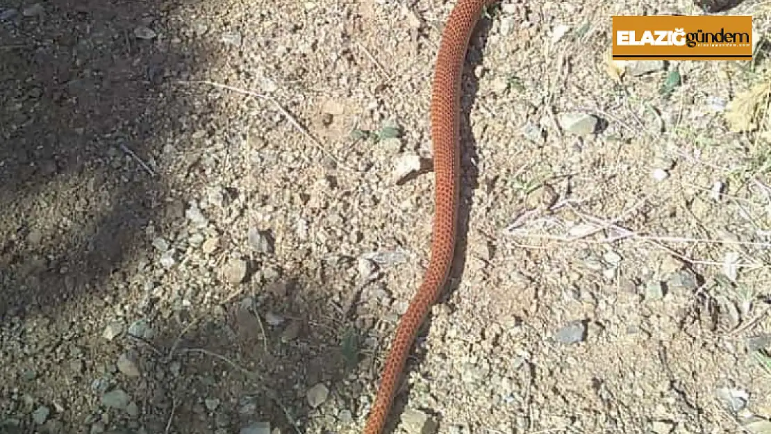 Elazığ'da 2,5 metre uzunluğundaki yılan korkuttu