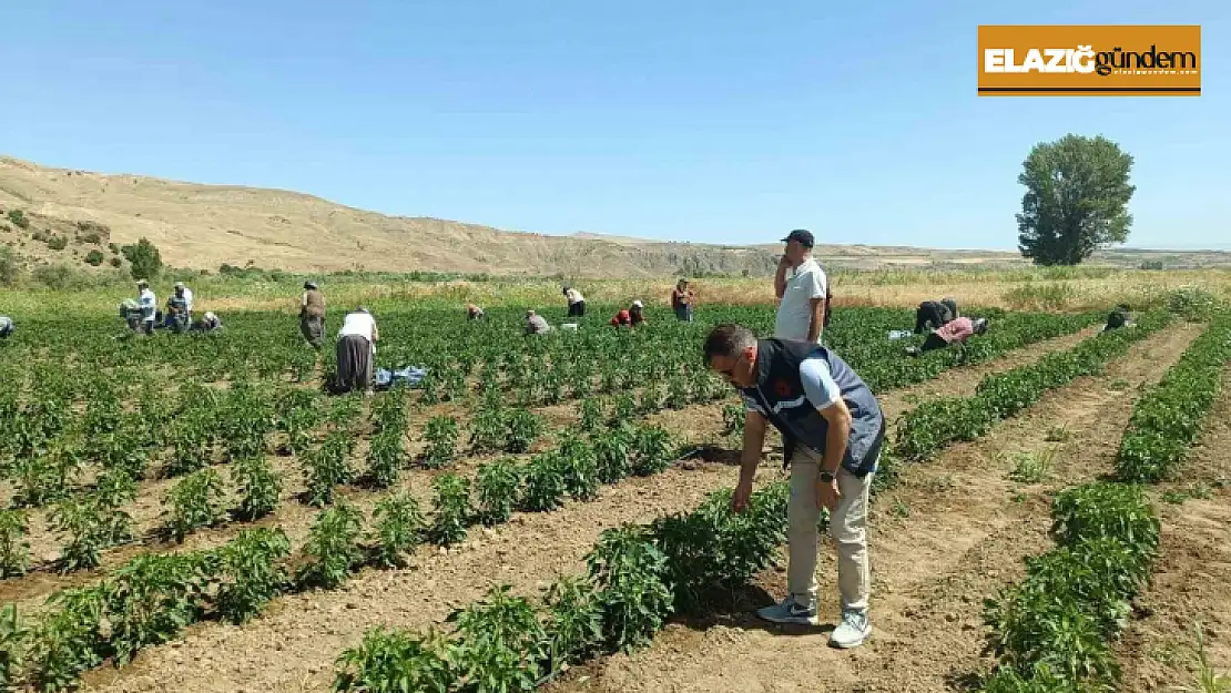 Elazığ'da 40 dekarlık alanda sebze hasadı