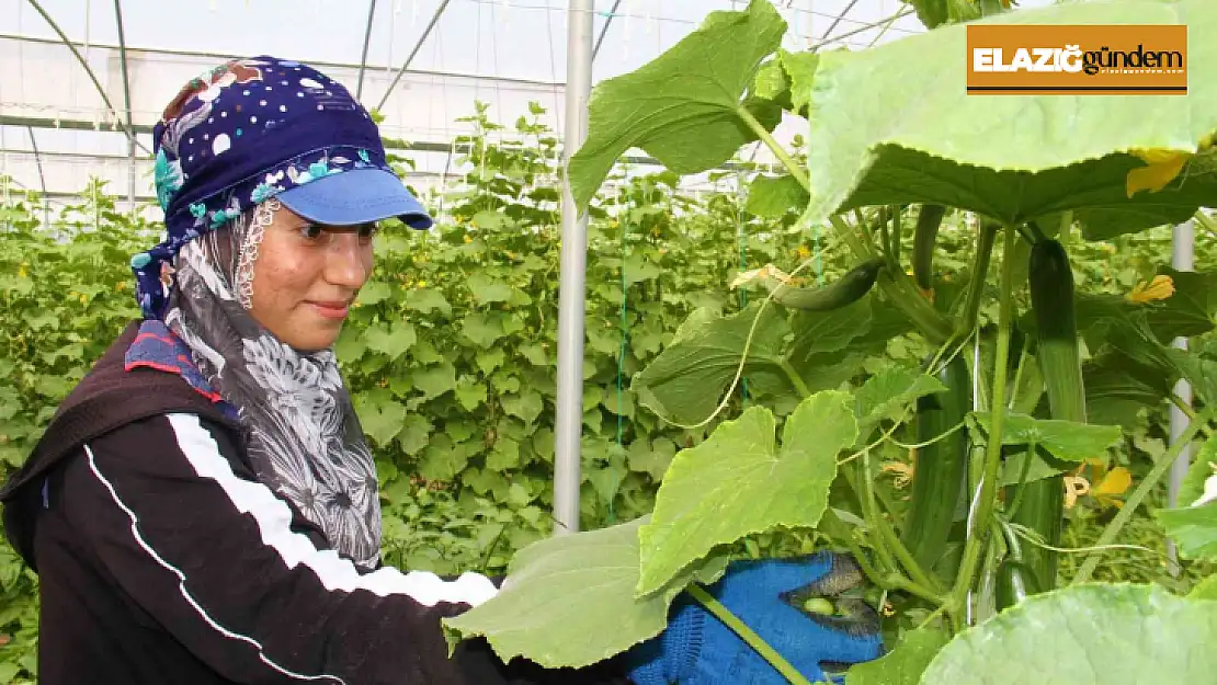 Elazığ'da 45 derece altında salatalık hasadı