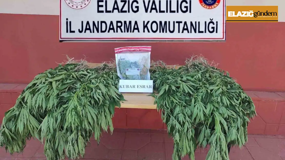 Elazığ'da 462 kök kenevir bitkisi ele geçirildi