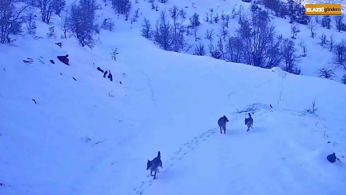 Elazığ'da aç kalan kurtlar köye indi