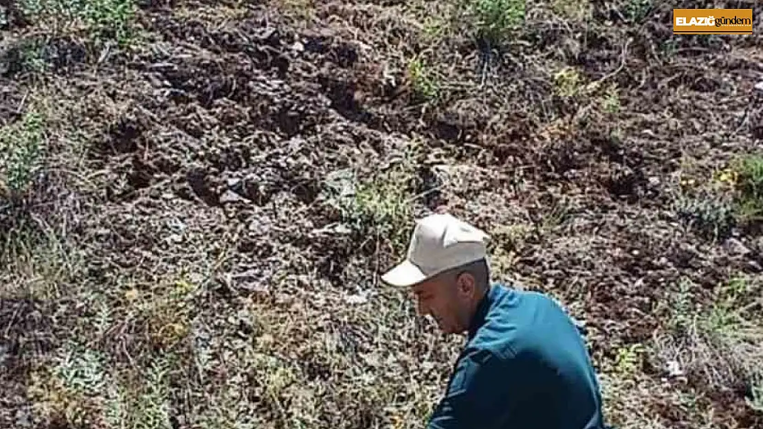 Elazığ'da ada çayı izleme çalışması yapıldı