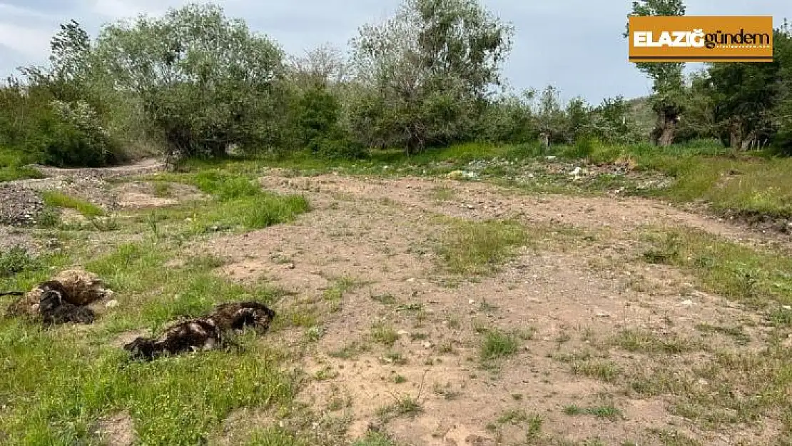 Elazığ'da ağıla giren kurt sürüsü, 21 koyunu telef etti