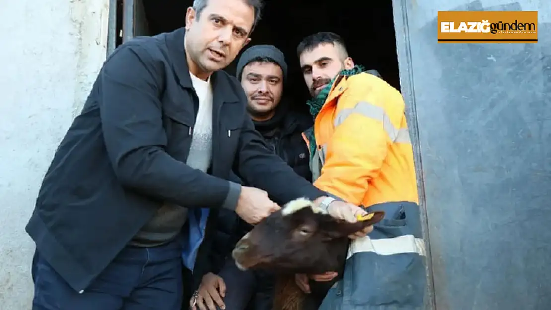 Elazığ'da anaç koyun ve keçi tespit çalışmaları sürüyor