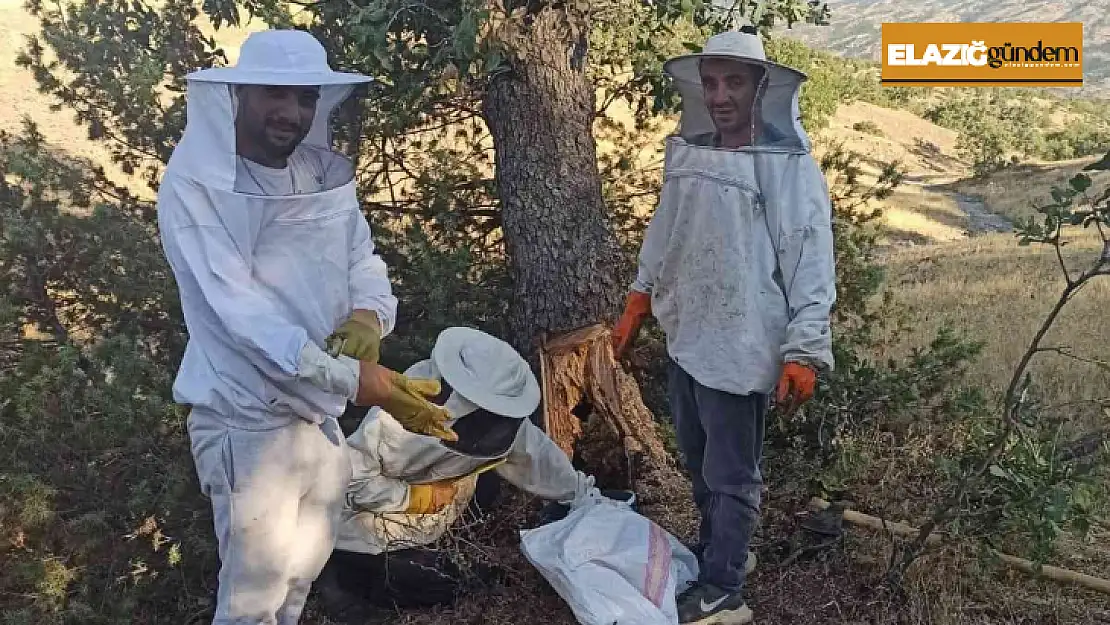 Elazığ'da arıların doğada ürettiği ballar bal avcıları tarafından toplanıyor