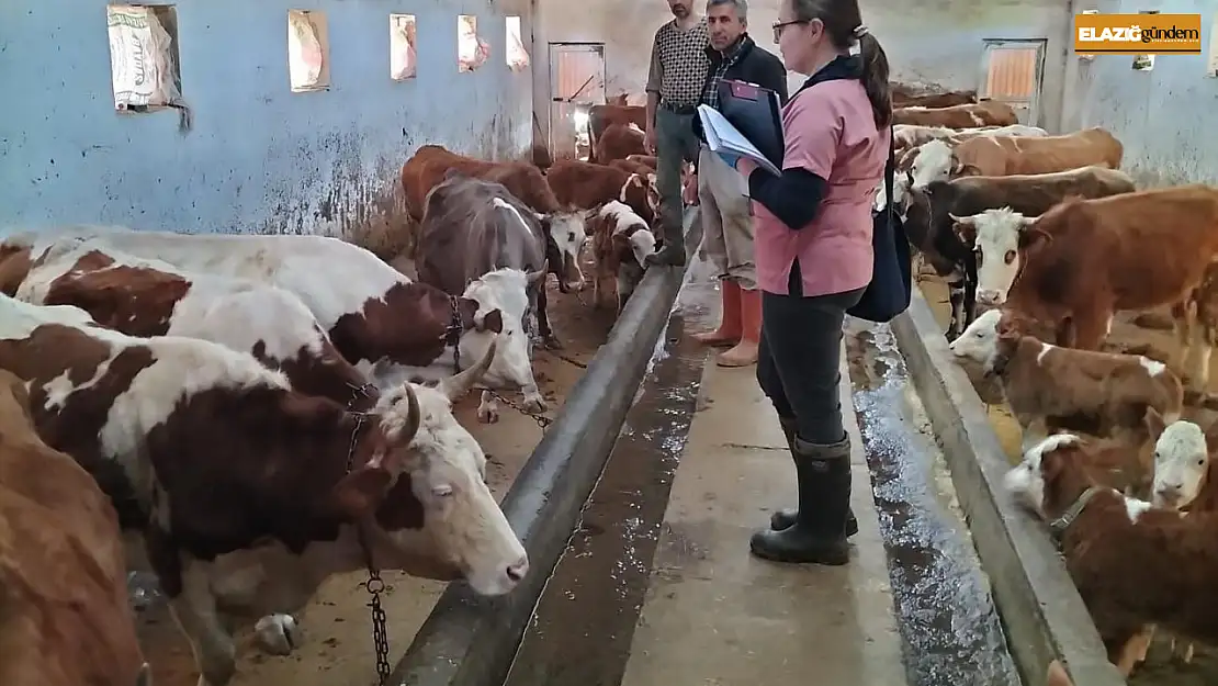 Elazığ'da aşılama ve küpeleme çalışması sürüyor