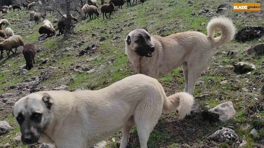 Elazığ'da avcılar bir kangalı telef edip birini de yaraladı