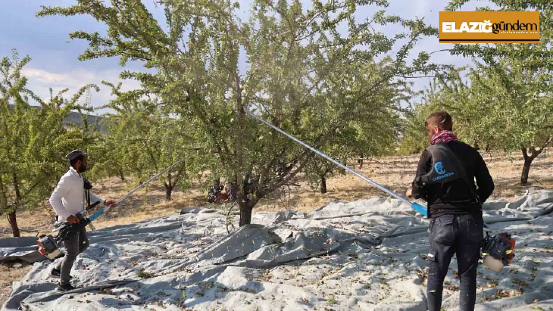 Elazığ'da badem hasadı sürüyor