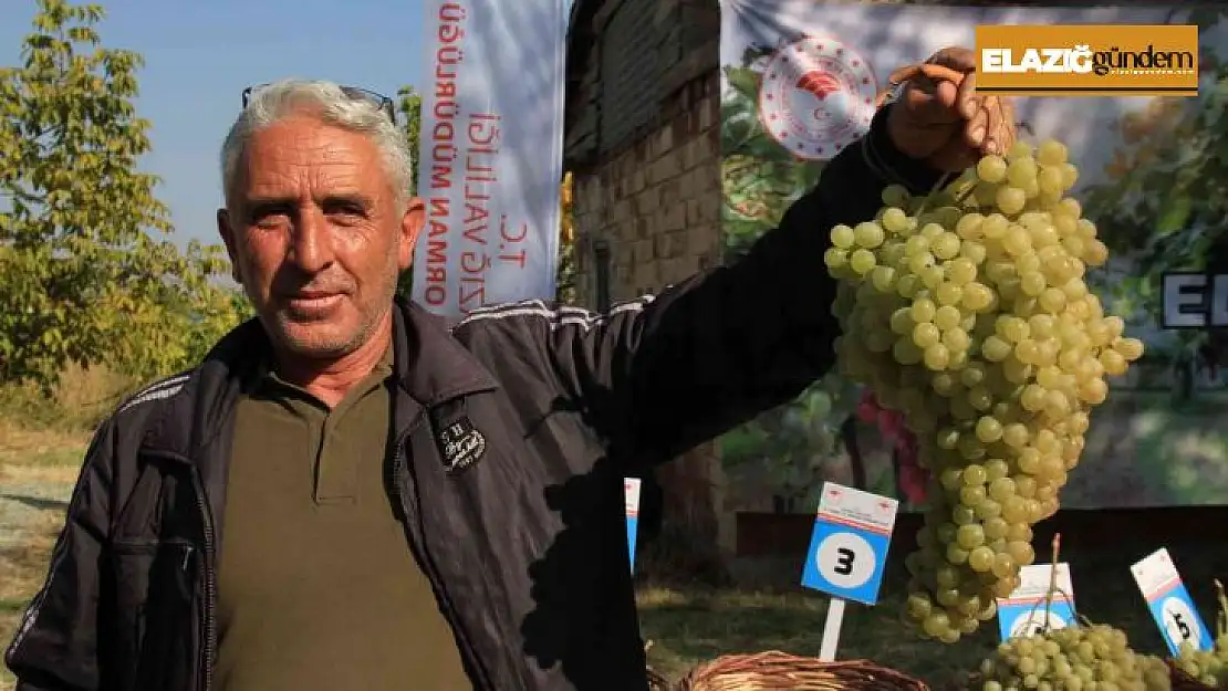 Elazığ'da bağ bozumu etkinliği